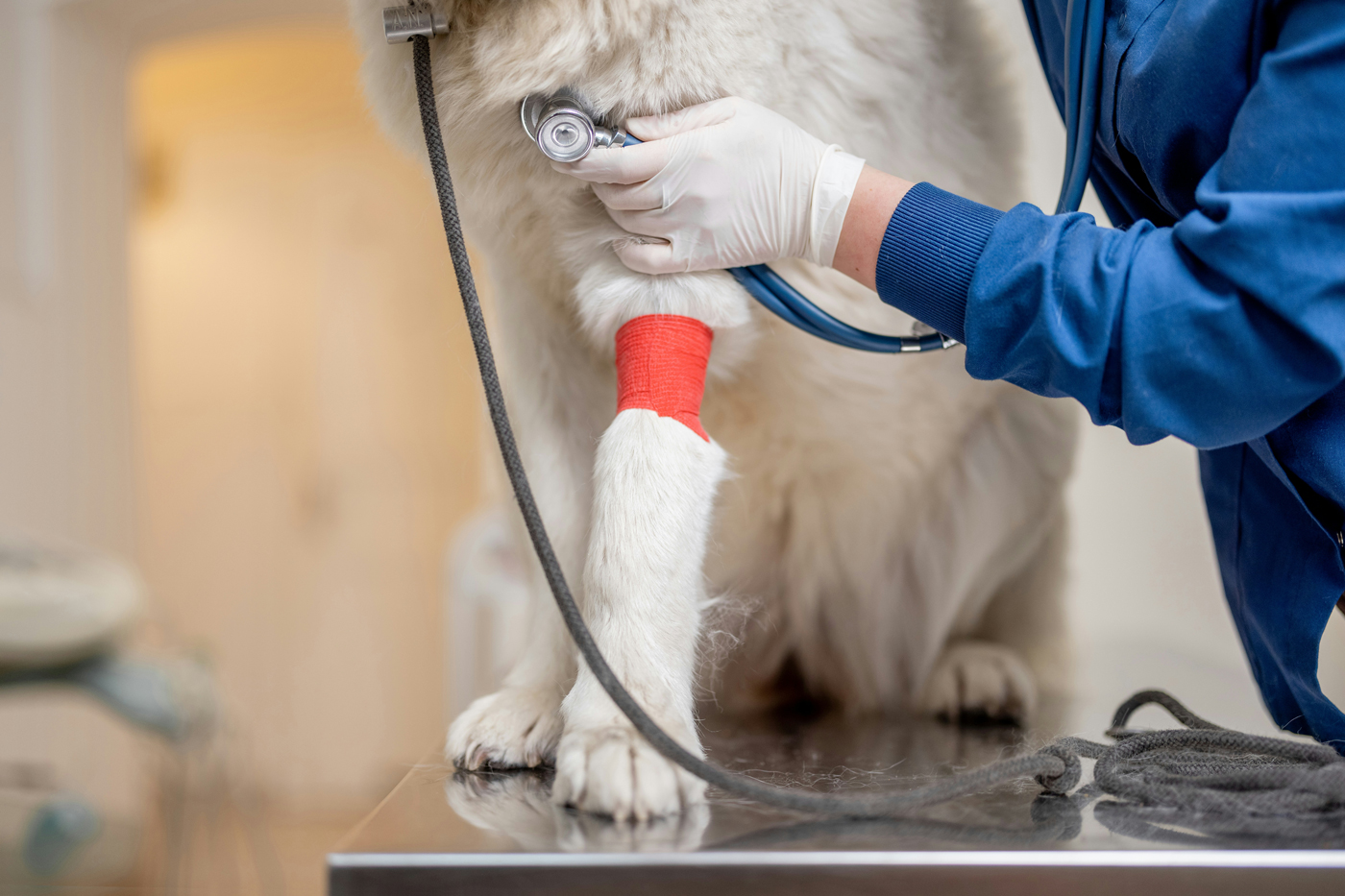 White dog with bandage