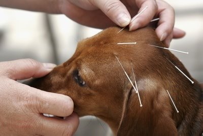 Canine Acupuncture