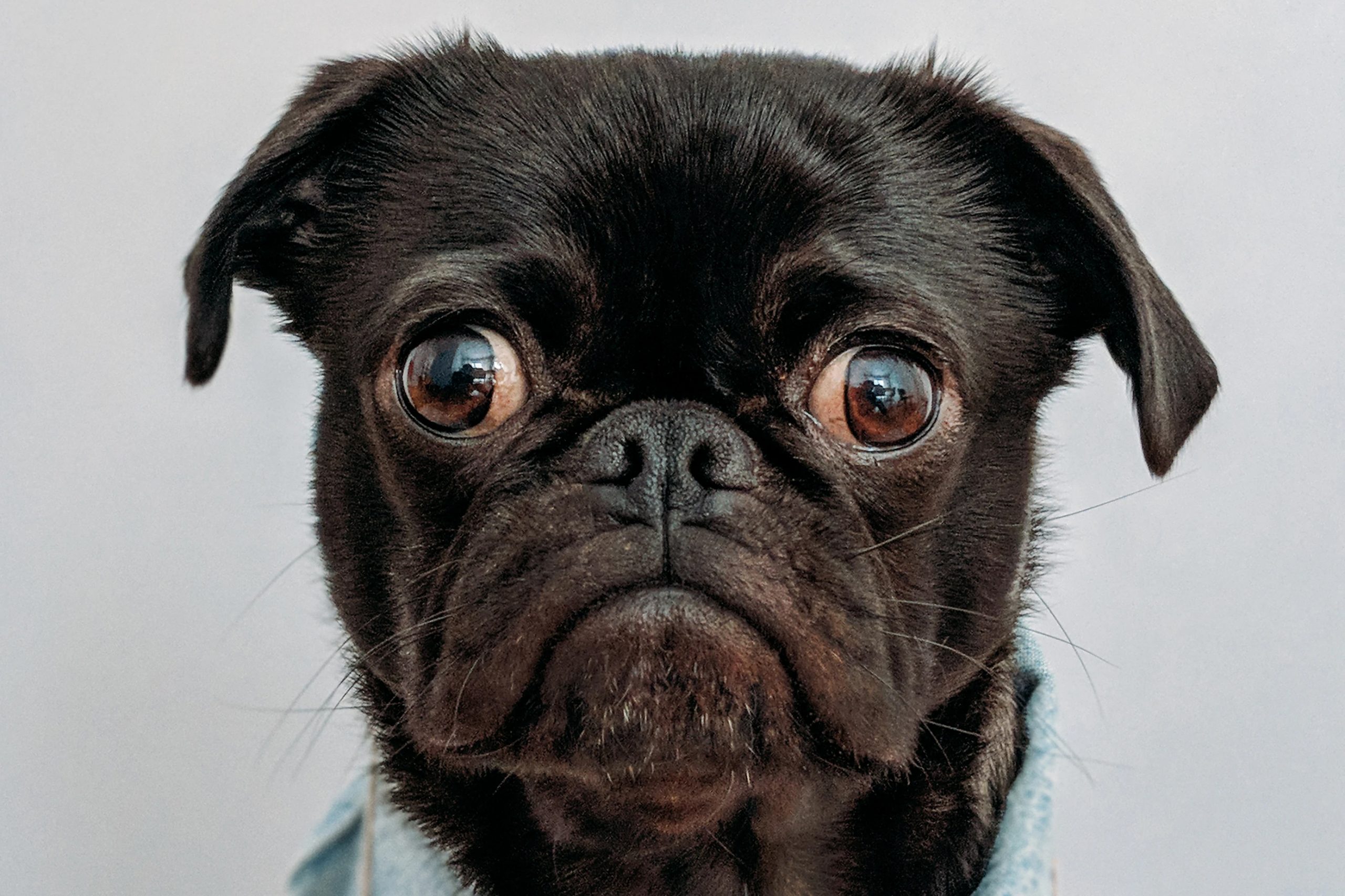 Pug