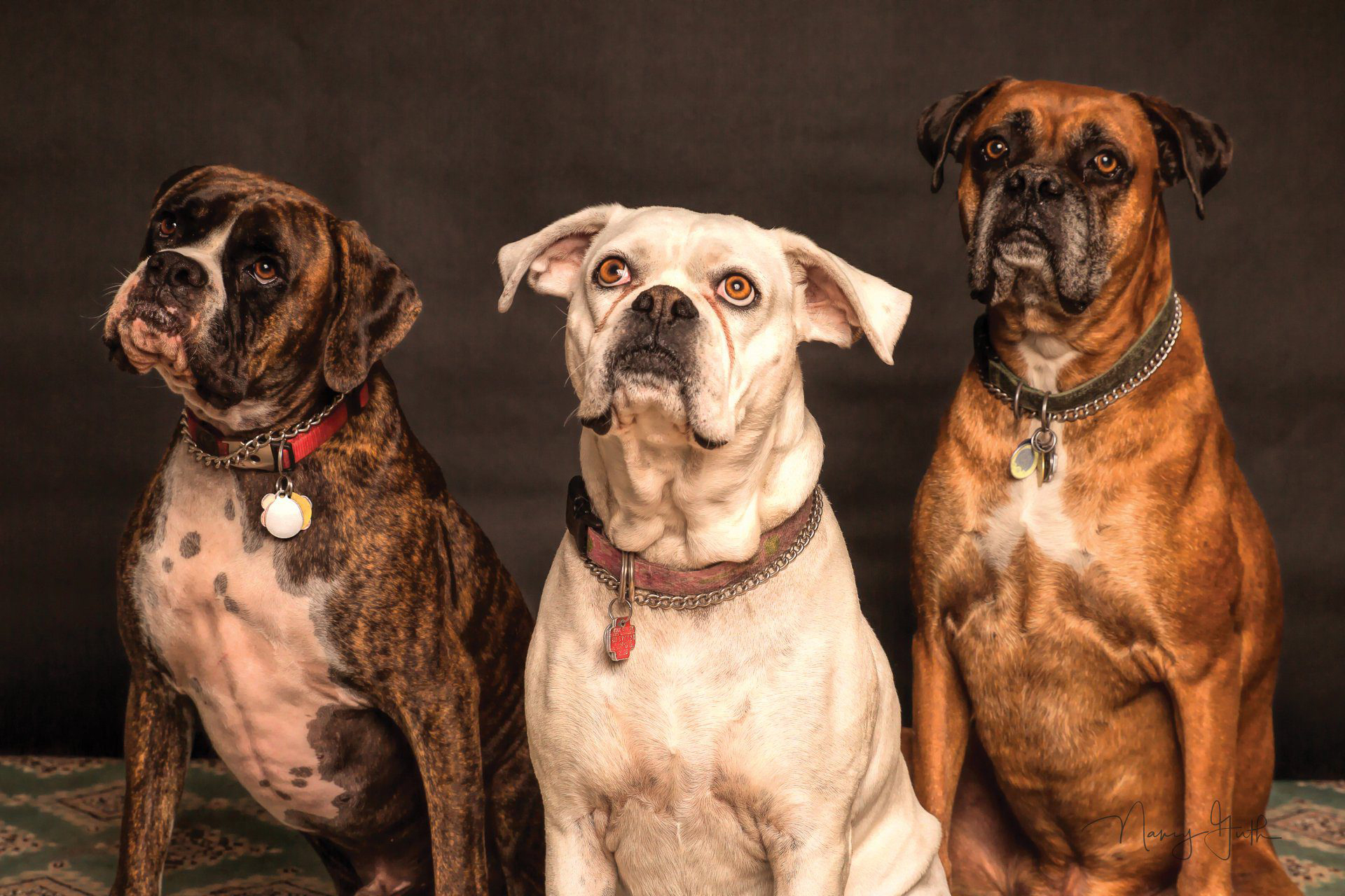 Three boxers