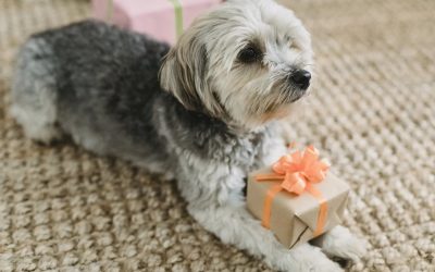 Healthy Holiday Treats For Fido