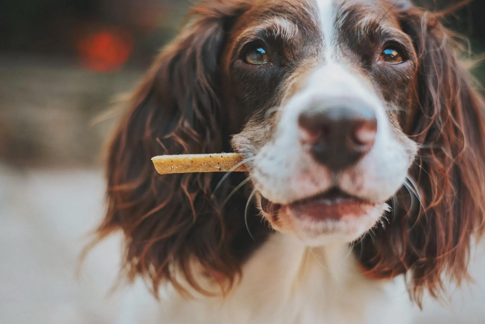 Dog with treat