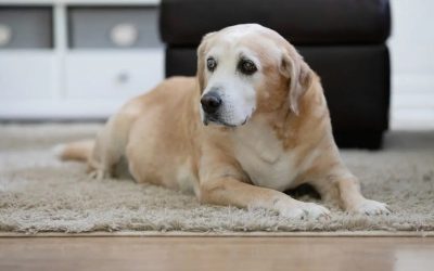 Holistic Treatments For Arthritic Dogs