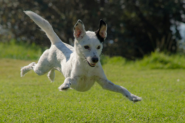 Healthy Dog